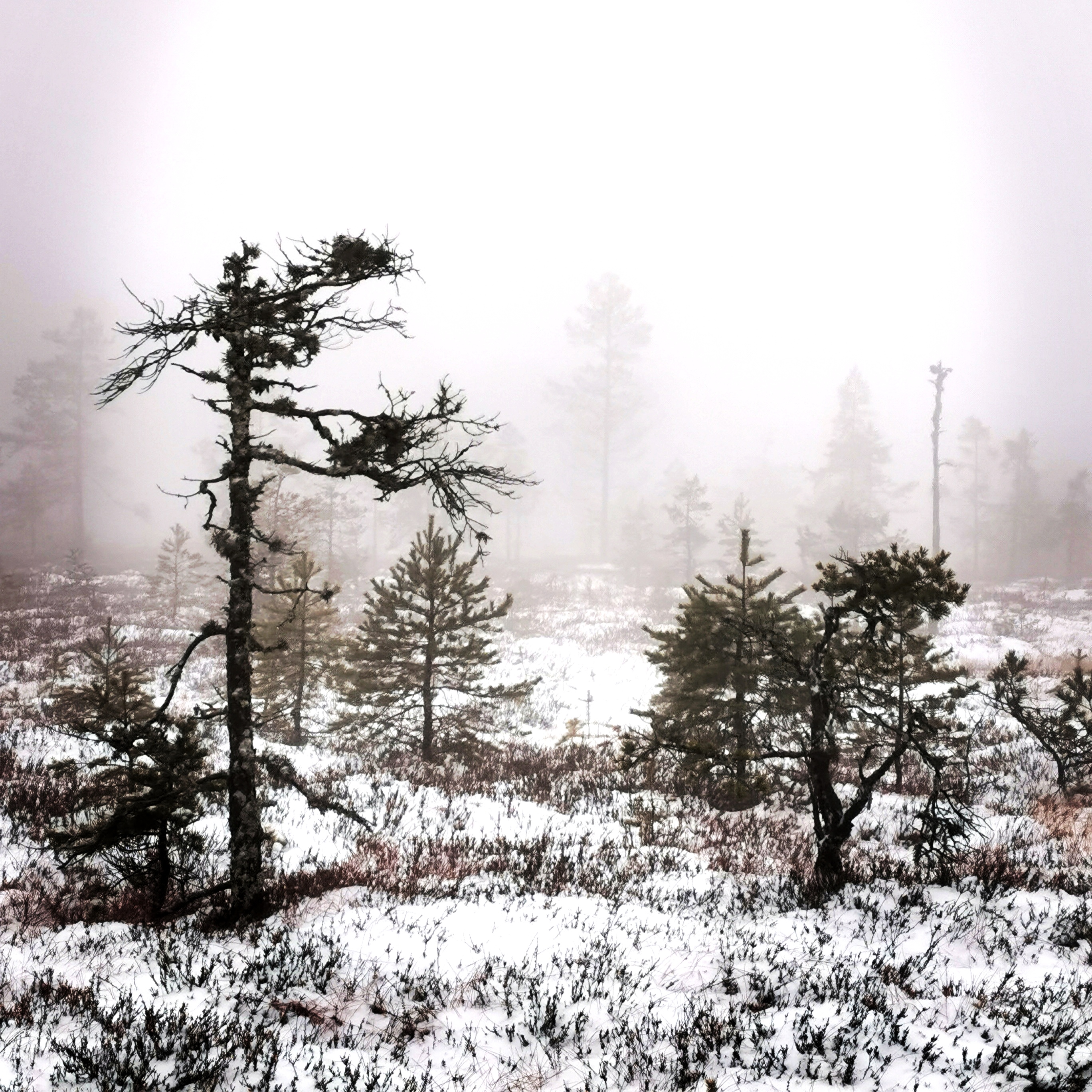 kindla naturreservat myrmark guidning myrar